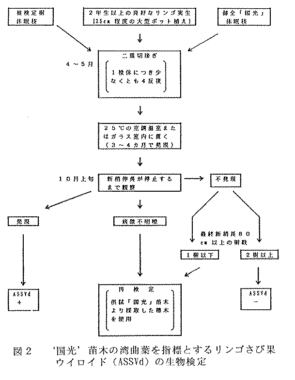 図2.‘国光’苗木の湾曲葉を指標とするリンゴさび果ウイロイド(ASSVd)の生物検定