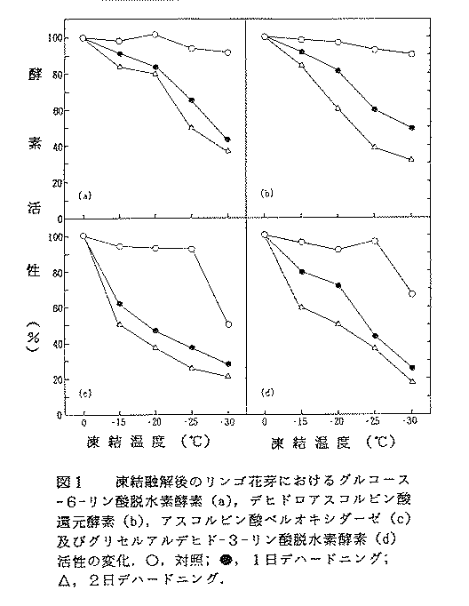 図1.凍結融解後のリンゴ花芽におけるグルコース