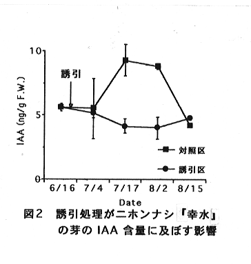 図2 誘引処理がニホンナシ「幸水」の芽のIAA含量に及ぼす影響