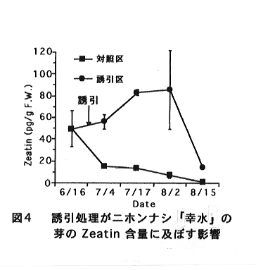 図4 誘引処理がニホンナシ「幸水」の芽のZeatin含量に及ぼす影響