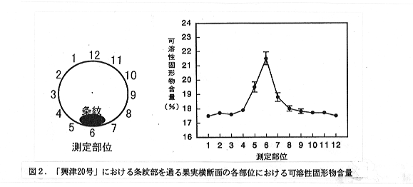 図2 「興津20号」における条紋部を通る果実横断面の各部位における可溶性固形物含量