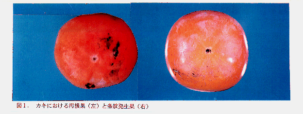 図1 カキにおける汚損果(左)と条紋発生果(右)