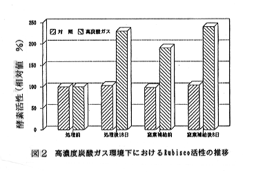 図2 高濃度炭酸ガス環境下におけるRubisco活性の推移