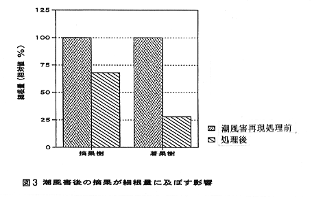 図3 潮風害後の摘果が細根量に及ぼす影響