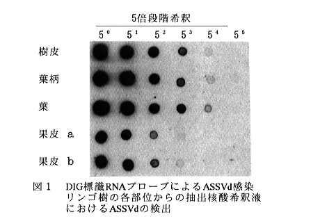 図1 DIG標識RNAプローブによるASSVd感染リンゴ樹の各部位からの抽出核酸希釈液におけるASSVdの検出