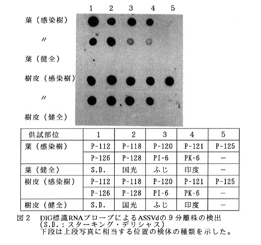 図2 DIG標識RNAプローブによるASSVdの9分離株の検出