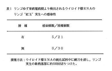 表1 リンゴゆず果病罹病樹より検出されるウイロイド様RNAのリンゴ’紅玉’実生への感染性