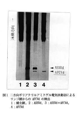 図1 二方向ポリアクリルアミドゲル電気泳動法によるリンゴ樹からのAFCVdの検出