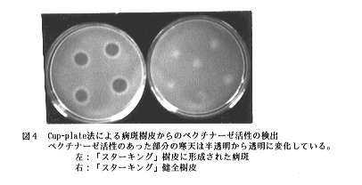 図4 Cup-plate法による病斑樹皮からのペクチナーゼ活性の検出