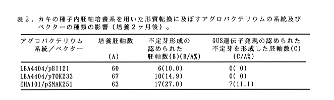 表2 カキの種子内胚軸培養系を用いた形質転換に及ぼすアグロバクテリウムの系統及びベクターの種類の影響