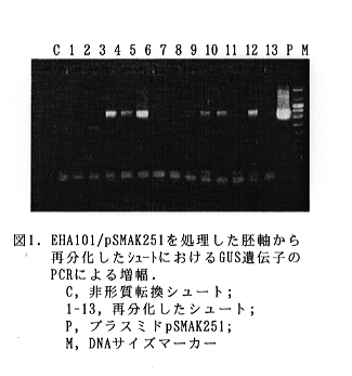 図1 EHA101/pSMAK251を処理した胚軸から再分化したシュートにおけるGUS遺伝子のPCRによる増幅