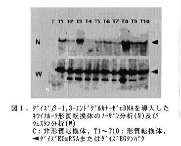 図1 ダイズβ-1,3-エンドグルカナーゼ(EG)cDNAを導入したキウイフルーツ形質転換体のノーザン分析及びウエスタン分析