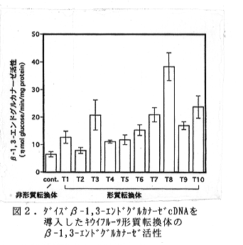 図2 ダイズβ-1,3-エンドグルカナーゼ(EG)cDNAを導入したキウイフルーツ形質転換体のβ-1,3-エンドグルカナーゼ(EG)cDNA活性