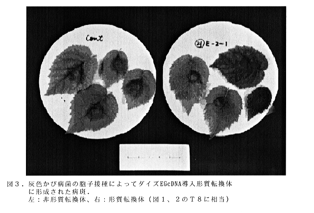 図3 灰色かび病菌の胞子接種によってダイズEGcDNA導入形質転換体に形成された病斑