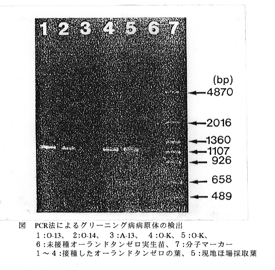 図 PCR法によるグリーニング病病原体の検出