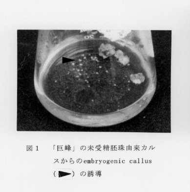 図1.「巨峰」の未受精胚珠由来カル