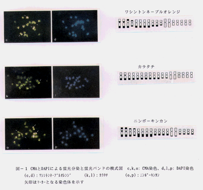 図1.CMAとDAPIによる蛍光分染と蛍光バンドの模式図