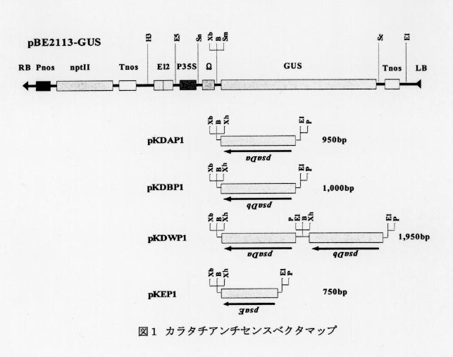 図1.カラタチアンチセンスベクタマップ