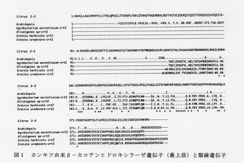 表1.カンキツ由来β-カロテンヒドロキシラーゼ遺伝子と類縁遺伝子