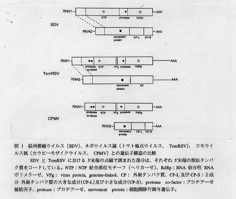 図1.温州萎縮ウイルス(SDV)、ネポウイルス属、コモウイルス属との遺伝子構造の比較