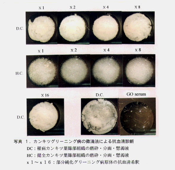 図1.カンキツグリーニング病の微滴法による抗血清診断