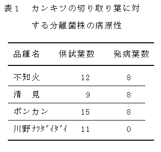 表1.カンキツの切り取り葉に対する分離菌株の病原性