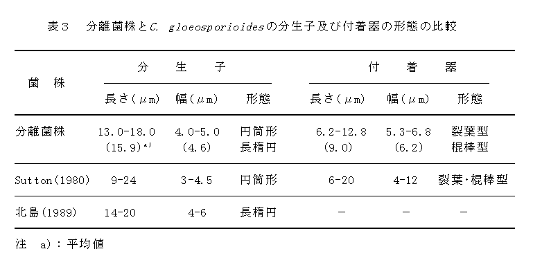 表3.分離菌株とC.gloeosporioidesの分生子及び付着器の形態の比較