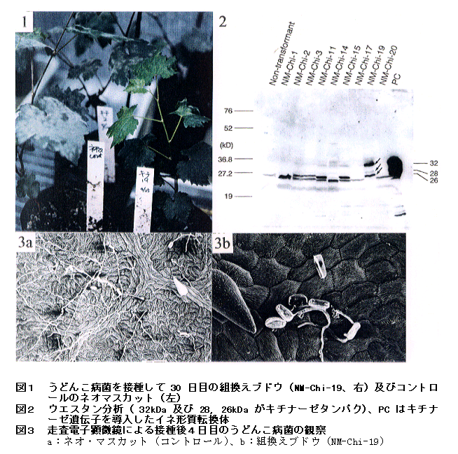 図1 うどん粉病菌を摂取して30日目の組換えブドウ及びコントロールのネオマスカット 図2 ウエスタン分析 図3 走査電子顕微鏡による接種4日後のうどんこ病菌の観察