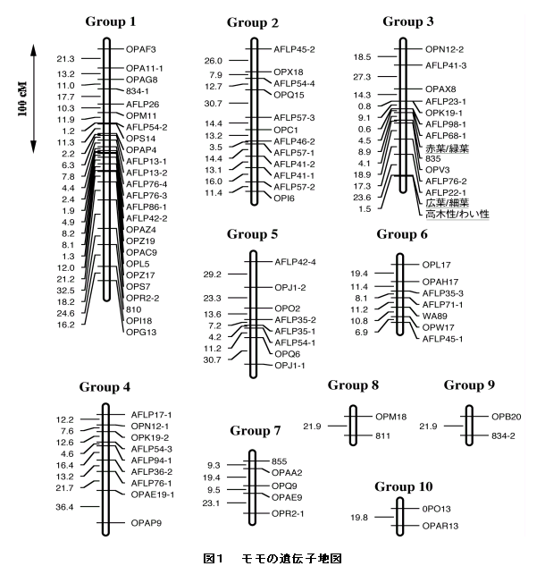 図1 モモの遺伝子地図