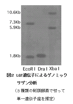 図2 LGT遺伝子によるゲノミックサザン分析