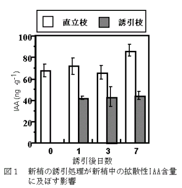 図1 新梢の誘因処理が新梢中の拡散性IAA含量に及ぼす影響