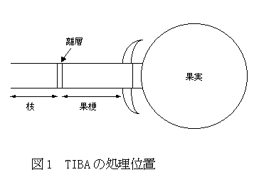 図1 TIBAの処理位置