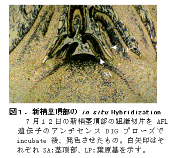 図1 新梢茎頂部のin situ  Hybridization