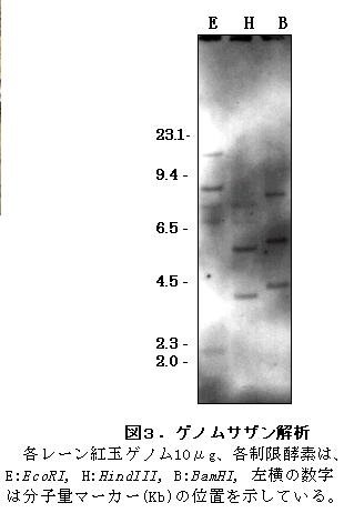 図3 ゲノムサザン解析