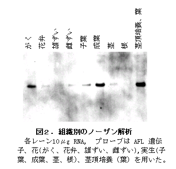 図2 組織別のノーザン解析