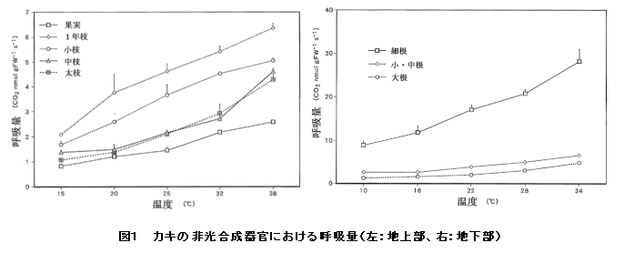 図1 カキの非光合成器官における呼吸量