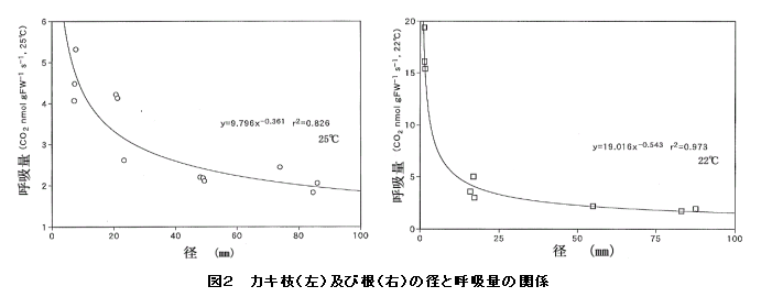 図2 カキ枝(左)及び根(右)の径と呼吸量の関係