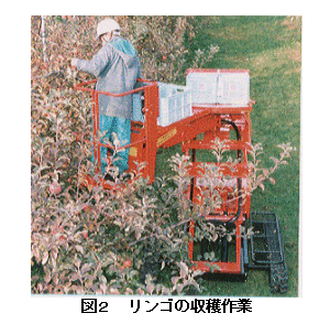 図2 リンゴの収穫作業