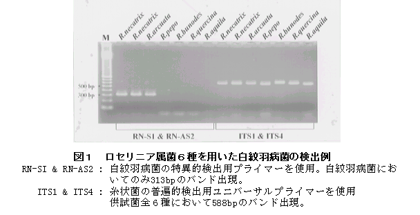 図1 ロセリニア属菌6種を用いた白紋羽病菌の検出例