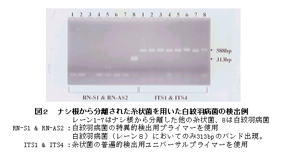 図2 ナシ根から分離された糸状菌を用いた白紋羽病菌の検出例