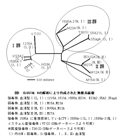 図1 CLUSTAL Vの解析により作成された無根系統樹