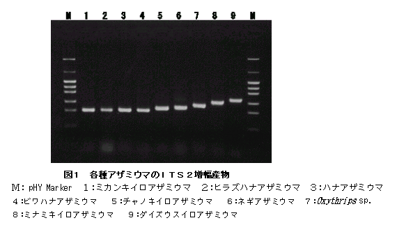 図1 各種アザミウマのITS2増幅産物