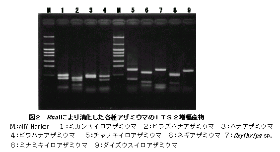 図2 Rsalにより消化した各種アザミウマのITS2増幅産物