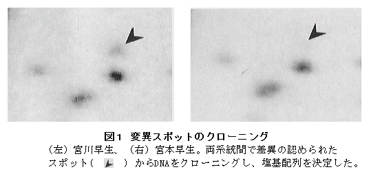 図1 変異スポットのクローニング