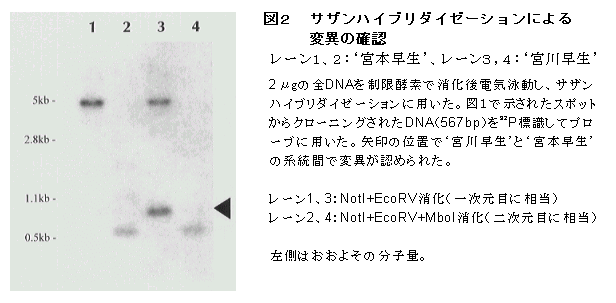 図2 サザンハイブリダイゼーションによる変異の確認