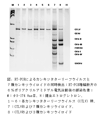 図 RT-PCRによるカンキツタターリーフウイルスと7種カンキツウイロイドの同時検出:RT-PCR増幅断片の6%ポリアクリルアミドゲル電気泳動後の銀染色像