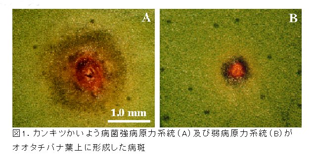 図1 カンキツかいよう病菌強病原力系統(A)及び弱病原力系統(B)がオオタチバナ葉上に形成した病斑