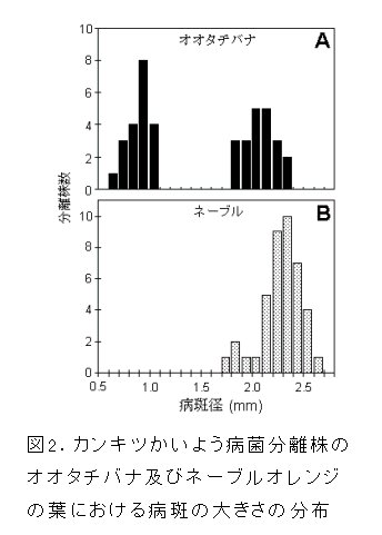 図2 カンキツかいよう病菌分離株のオオタチバナ及びネーブルオレンジの葉における病斑の大きさの分布