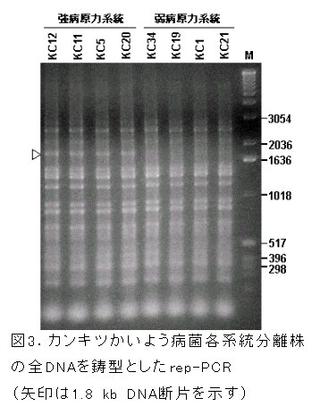 図3 カンキツかいよう病菌各系統分離株の全DNAを鋳型としたrep-PCR