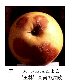 図1 P.syringaeによる’王林’果実の腐敗